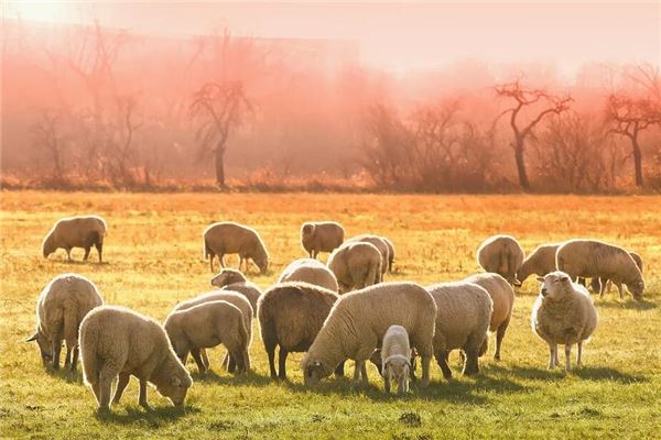 女性梦中遭遇羊群追赶征兆