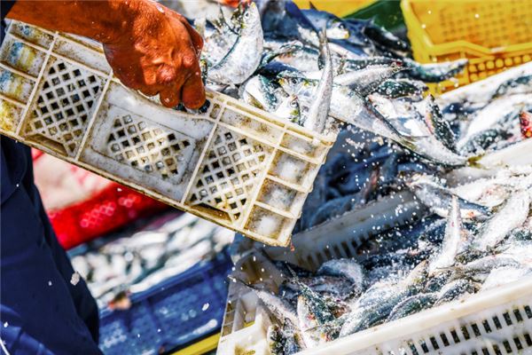 图片[1]-已婚女性梦中捕鱼预示财富机遇