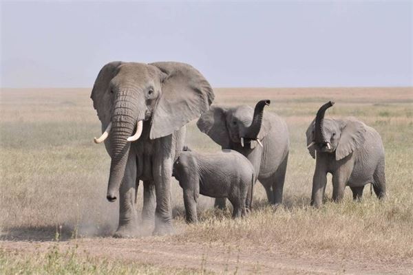 女子梦遇大象追赶的运势解析