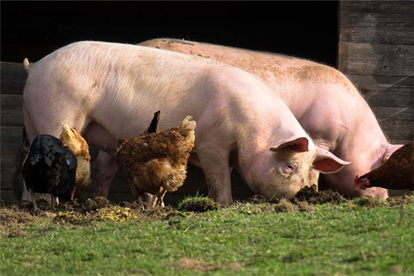 女性梦见骑猪奔跑预示什么