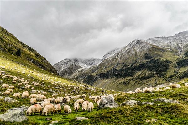 图片[1]-羊群入梦运势解读
