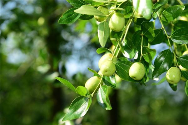 梦中摘枣品尝甘甜，满树红枣代表幸福将至