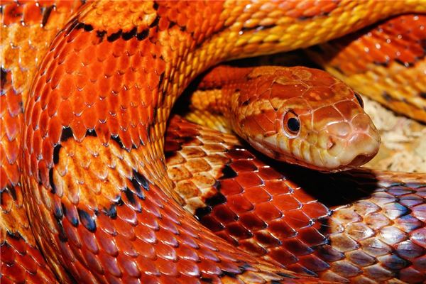 图片[1]-解析梦中老鼠钻裤腿的征兆