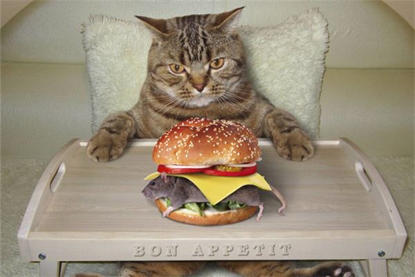 图片[1]-梦到猫和老鼠预示着什么