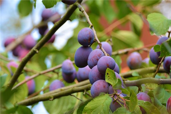 梦见品尝李子树下果实预示什么