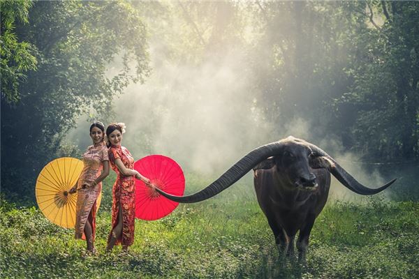 解梦, 梦见自己牵引水牛的寓意