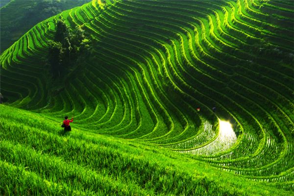 女性农田行走梦的运势预示