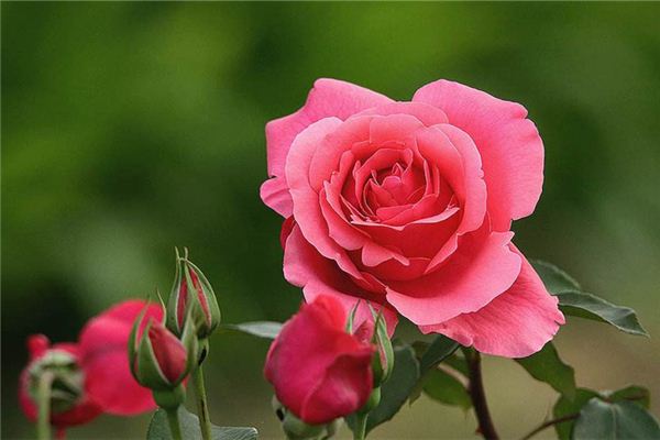 图片[1]-梦见花开预示好运