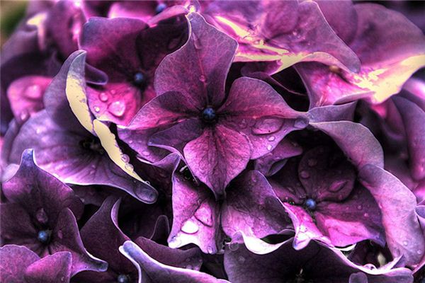 图片[1]-紫色梦境寓意解析