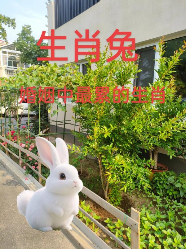 2025属兔人全年运势详解，每月运程指南-安卜居