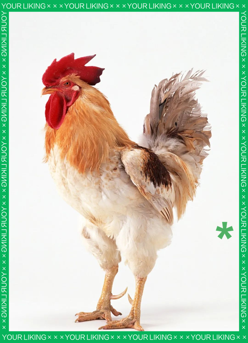 图片[1]-属猴与属鸡的生肖配对是否相合