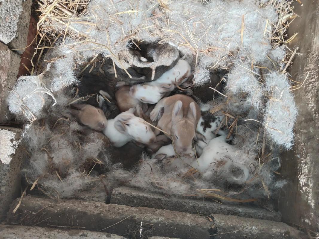 图片[1]-梦中兔子产下整窝小兔