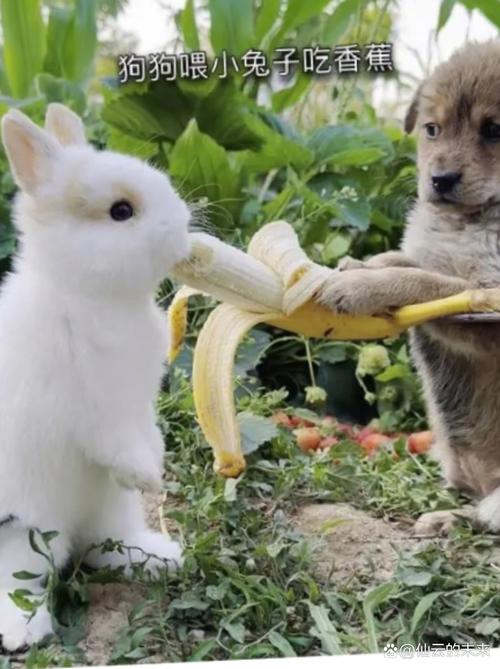 梦中邂逅兔子狗