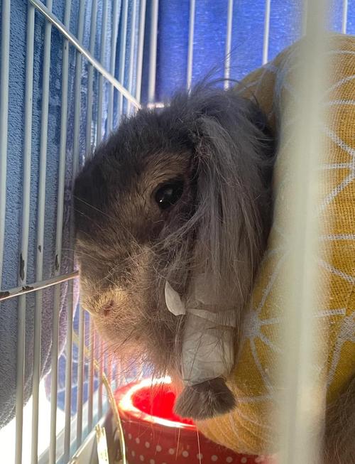 梦到兔子产崽的寓意解析