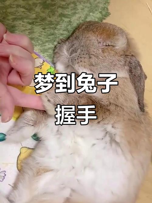 图片[1]-梦见兔子的寓意与象征