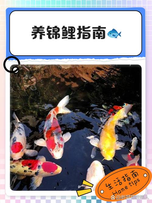 属狗与属猪人士适合养鲤鱼吗