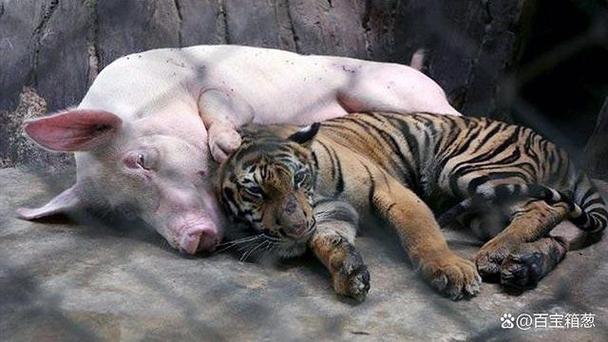 属猪与属虎的生肖配对解析