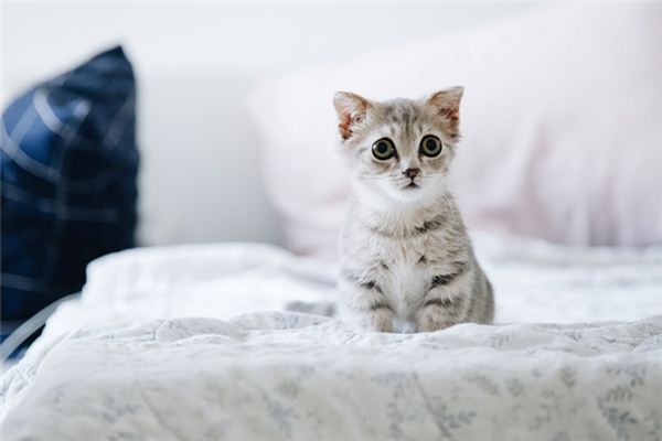 梦见被猫抓是什么意思 梦见被猫抓是什么意思