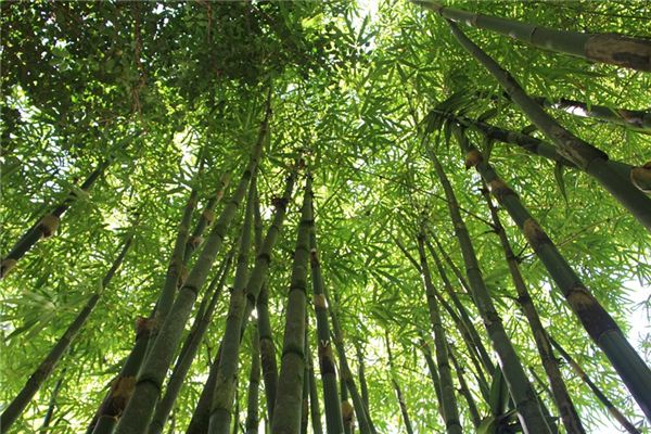 梦见竹林_周公解梦梦到竹林是什么意思_做梦梦见竹林好不好