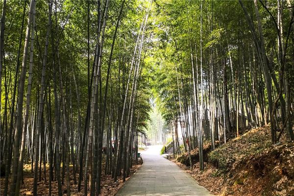 梦见竹子预示着什么，周公解梦为你详解竹子梦
