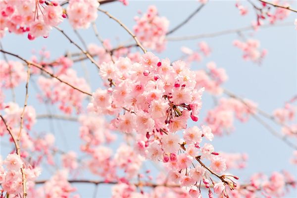 梦见石竹花，是好是坏？周公解梦详解此梦预兆