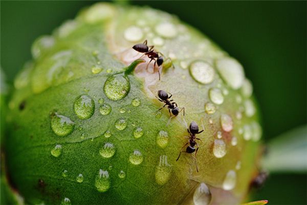 梦到嘴里有虫,详解此梦的吉凶征兆与深层寓意