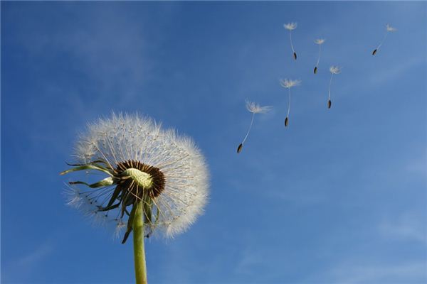 梦见和风_周公解梦梦到和风是什么意思_做梦梦见和风好不好