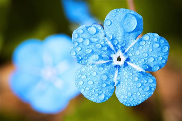 梦见朝露_周公解梦梦到朝露是什么意思_做梦梦见朝露好不好