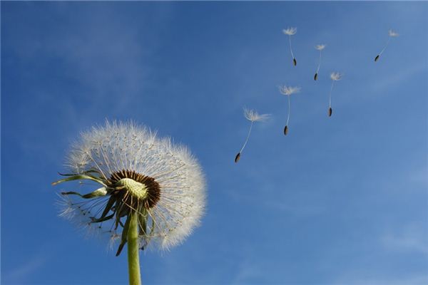 梦见西风_周公解梦梦到西风是什么意思_做梦梦见西风好不好
